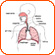 Respiratory Organs